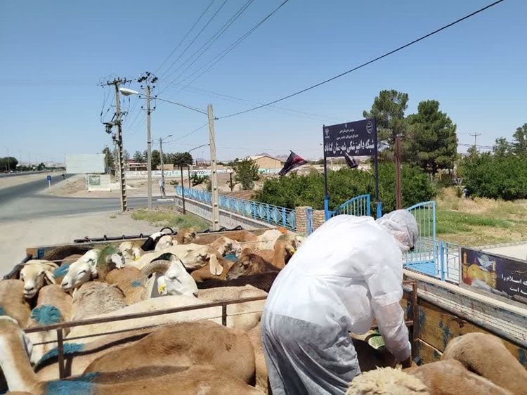 صدور مجوز بهداشتی حمل بیش از 10 هزار راس دام سبک و سنگین 